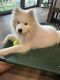 Samoyed Puppies for sale in Oak Lawn, IL 60453, USA. price: $1,000