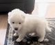 Samoyed Puppies for sale in 263 W Hawk Way, Chandler, AZ 85286, USA. price: $3,500