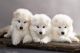 Samoyed Puppies for sale in Aurora, Colorado. price: $650