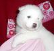 Samoyed Puppies for sale in Los Angeles, California. price: $400