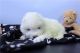 Samoyed Puppies for sale in Phoenix, Arizona. price: NA