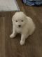 Samoyed Puppies for sale in Pasadena, Maryland. price: $350,000