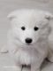 Samoyed Puppies for sale in Keytesville, MO 65261, USA. price: $1,500