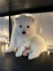 Samoyed Puppies for sale in Crestview, Florida. price: $1,500