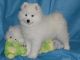 Samoyed Puppies for sale in Gainesville, FL, USA. price: NA
