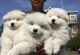 Samoyed Puppies for sale in Westminster, CO, USA. price: NA