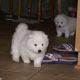 Samoyed Puppies for sale in Costa Mesa, CA, USA. price: NA