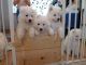 Samoyed Puppies for sale in Madison, WI, USA. price: NA