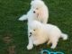 Samoyed Puppies for sale in Beaver Creek, CO 81620, USA. price: NA