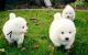 Samoyed Puppies for sale in Belfast, Belfast, Belfast, UK. price: 250 GBP