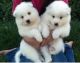 Samoyed Puppies for sale in Friendship, WI 53934, USA. price: NA