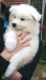 Samoyed Puppies for sale in Delvinë District, Albania. price: NA