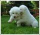 Samoyed Puppies for sale in Costa Mesa, CA, USA. price: NA
