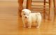 Samoyed Puppies for sale in Milwaukee, WI, USA. price: NA