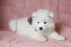 Samoyed Puppies for sale in Colorado Blvd, Denver, CO, USA. price: NA