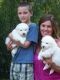Samoyed Puppies for sale in TX-360, Grand Prairie, TX, USA. price: NA