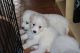 Samoyed Puppies for sale in Colorado Springs, CO, USA. price: NA