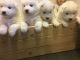 Samoyed Puppies for sale in Marysville, WA, USA. price: $300