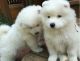 Samoyed Puppies for sale in Atlanta, GA, USA. price: NA