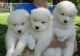 Samoyed Puppies for sale in Colorado Springs, CO, USA. price: NA