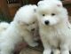 Samoyed Puppies for sale in Seattle, WA, USA. price: $400