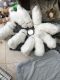 Samoyed Puppies for sale in Warrenton Way, Colorado Springs, CO 80922, USA. price: NA