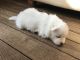 Samoyed Puppies for sale in Warrenton Way, Colorado Springs, CO 80922, USA. price: NA