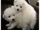 Samoyed Puppies for sale in Calgary, AB, Canada. price: NA
