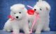 Samoyed Puppies for sale in Calgary, AB, Canada. price: NA