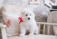New!!! Elite Samoyed puppies for sale