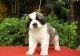 Santal Hound Puppies for sale in Jacksonville, FL, USA. price: NA