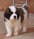 Santal Hound Puppies for sale in Charlotte, NC, USA. price: NA
