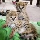 Savannah Cats for sale in ON-401, Ontario, Canada. price: $600