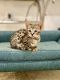 Savannah Cats for sale in Bradenton, Florida. price: $6,000
