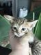 Savannah Cats for sale in Lewistown, Montana. price: $3,500