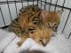 Savannah Cats for sale in . price: NA