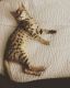 Savannah Cats for sale in Nashport, OH 43830, USA. price: NA