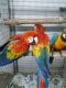 Scarlett Macaw Birds for sale in ON-407, Vaughan, ON, Canada. price: NA