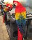 Scarlett Macaw Birds