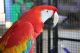 Scarlett Macaw Birds for sale in Alameda, California. price: $500