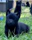 Schipperke Puppies for sale in Sturgis, SD 57785, USA. price: $150,000