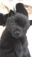 Schipperke Puppies for sale in Ladysmith, British Columbia. price: $2,000