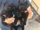 Schipperke Puppies for sale in Española, NM, USA. price: $450