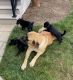 Schipperke Puppies for sale in Navarre, OH 44662, USA. price: $500