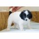 Schipperke Puppies for sale in Clare, MI 48617, USA. price: $950