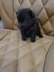 Schipperke Puppies for sale in Klamath Falls, OR, USA. price: $1,800