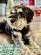 Schnauzer Puppies for sale in Princeton, IL 61356, USA. price: $200