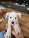 Schnauzer Puppies for sale in Joliet, IL, USA. price: $1,000