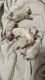 Schnauzer Puppies for sale in Laredo, TX, USA. price: $200