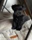 Schnauzer Puppies for sale in Galesburg, IL 61401, USA. price: $800